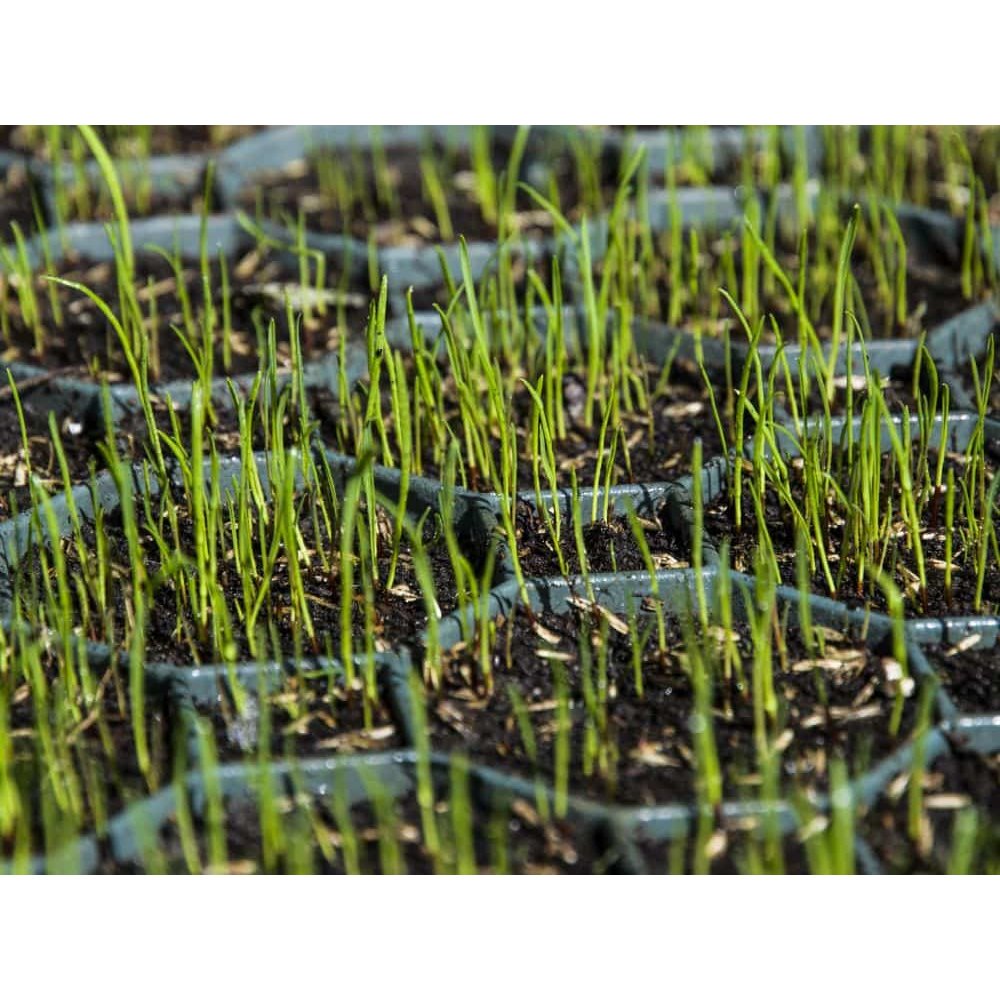 Grass Grid Green RKP1 approx. 49, 2x49, 2x 3, 9cm-0