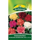 Giant Chabaud Carnations