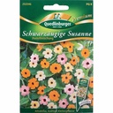 Black-Eyed Susan, Pastel Selection