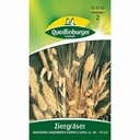 Ornamental Grasses, Annual Mixture