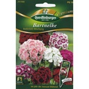 Carnation, Boden's Pride Mix F1