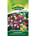 Country Carnation Grenadine Mixed